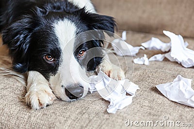 Naughty playful puppy dog border collie after mischief biting toilet paper lying on couch at home. Guilty dog and destroyed living Stock Photo