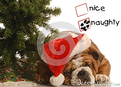 Naughty puppy at christmas Stock Photo