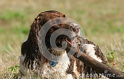 A naughty wet but very cute English Springer Spaniel Dog lying down in a field chewing on a very large stick which it carried out Stock Photo