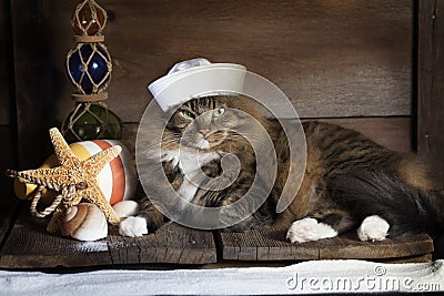 Nautical Cat Stock Photo