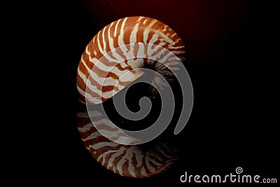 Nautillus shell on black background Stock Photo