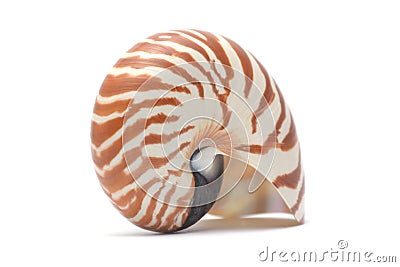 The Nautillus shell on white background Stock Photo