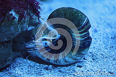 Nautilus Nautilidae Stock Photo