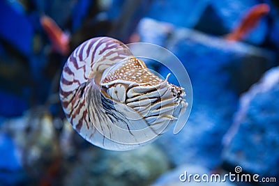 Nautilus pompilius or chambered nautilus, is a cephalopods with Stock Photo