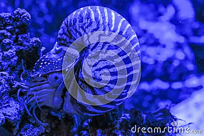 Nautilus Pompilius clam sits on a coral Stock Photo