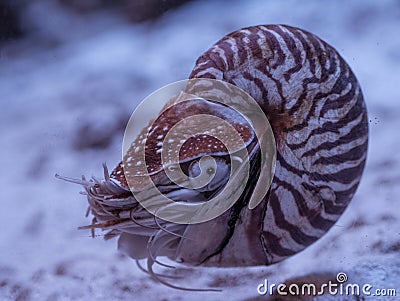 Nautilus pompilius close up in aquarium Stock Photo