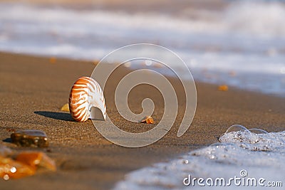 Nautilus pompilius sea shell seashell on black sand beach, Isle Stock Photo