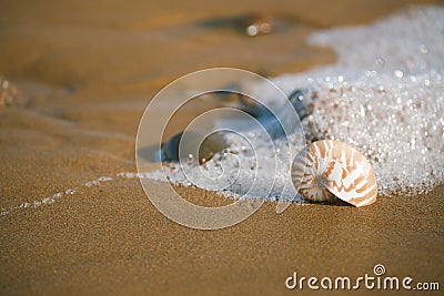 Nautilus sea shell on Atlantic ocean Legzira beach Stock Photo