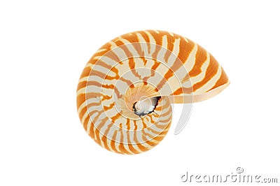 Nautilus Seashell Stock Photo