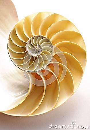 Nautilus Shell Stock Photo