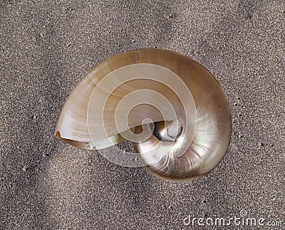 Nautilus shell Stock Photo