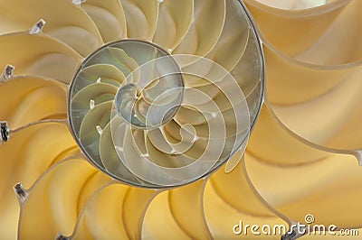 Nautilus shell Stock Photo