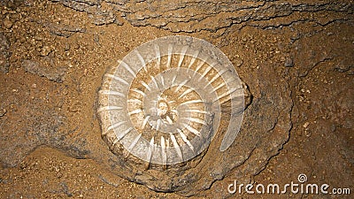 Nautilus shell Stock Photo