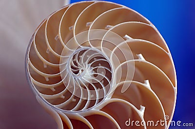 Nautilus shell Stock Photo