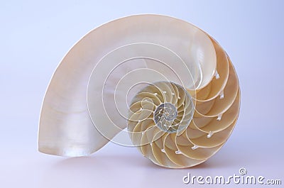 Nautilus Shell Stock Photo