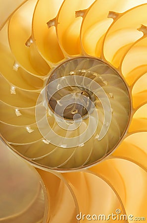 Nautilus Shell Stock Photo