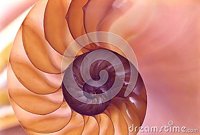 A nautilus shell Stock Photo