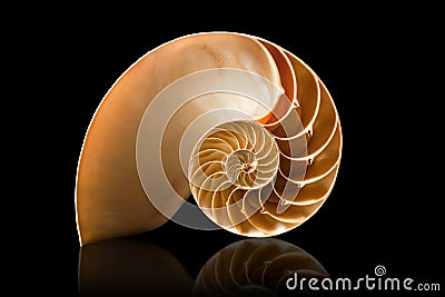 Nautilus shell on black background Stock Photo