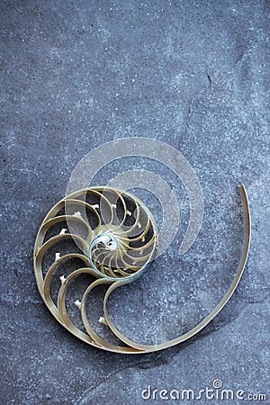 Nautilus shell with copy space concrete stone background cross section symmetry Fibonacci spiral sequence Stock Photo