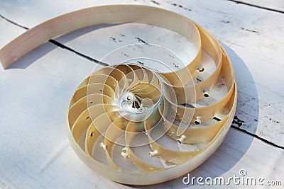 Nautilus shell with copy space concrete stone background cross section symmetry Fibonacci spiral sequence Stock Photo