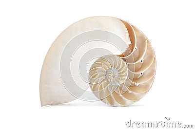 Nautilus shell and famous geometric pattern Stock Photo