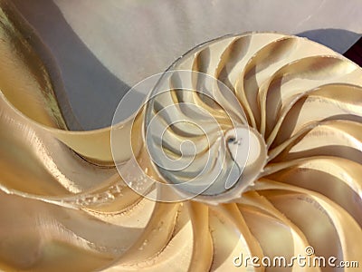 Nautilus shell fibonacci golden ratio sequence natural background half slice section stock photo image Stock Photo