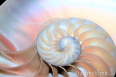 Nautilus shell Fibonacci symmetry cross section spiral structure growth golden ratio Stock Photo