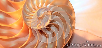 Nautilus shell Fibonacci symmetry cross section spiral structure growth golden ratio Stock Photo