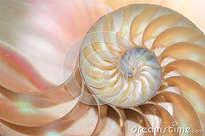 Nautilus shell Fibonacci symmetry cross section spiral structure growth golden ratio Stock Photo