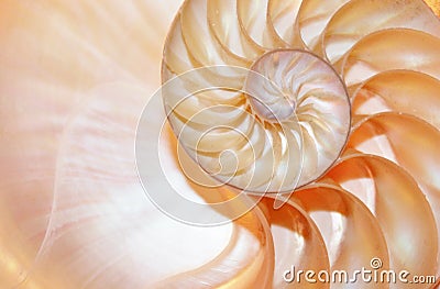 Nautilus shell Fibonacci symmetry cross section spiral structure growth golden ratio, stock, photo, photograph, image, picture Stock Photo
