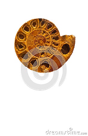 Ammonite Nautilus Fossil Shell Sliced Open Stock Photo