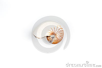 The nautilus shell isolated on white background Stock Photo