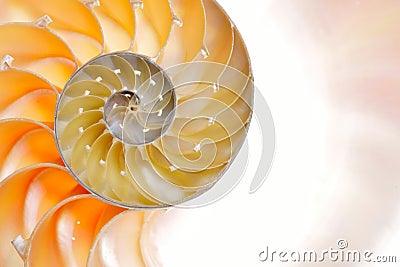 Nautilus shell isolated on white background Stock Photo