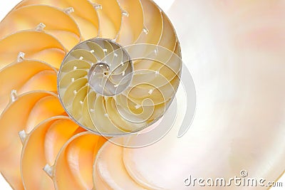 Nautilus shell isolated on white background Stock Photo