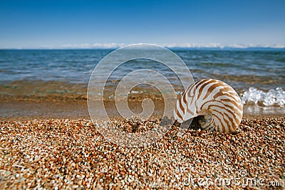 nautilus shell on the issyk-kul beach sand with mountains on background Stock Photo