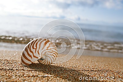 Nautilus shell on the issyk-kul beach sand Stock Photo