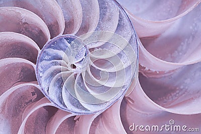 Cross section of a nautilus shell in pastel colors Stock Photo