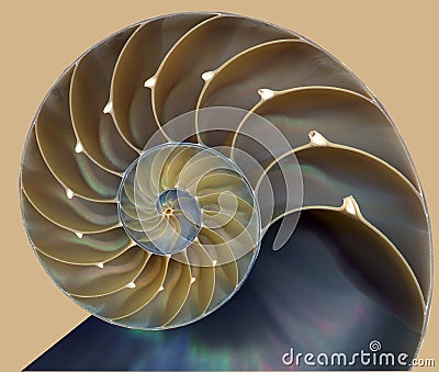 Nautilus shell pattern Stock Photo