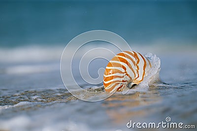 Nautilus shell with sea wave, Florida beach under the sun ligh Stock Photo