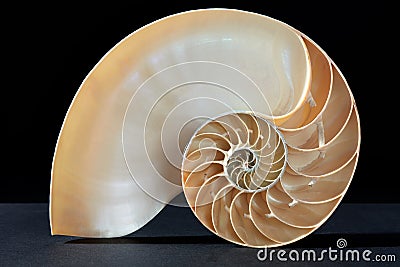 Nautilus shell section pattern on black Stock Photo