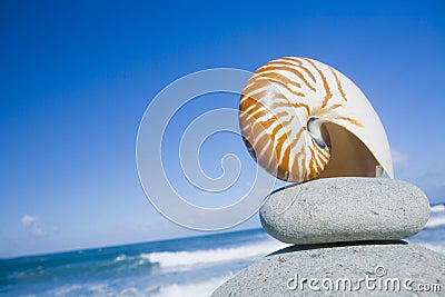 Nautilus Shell by The Shore Stock Photo