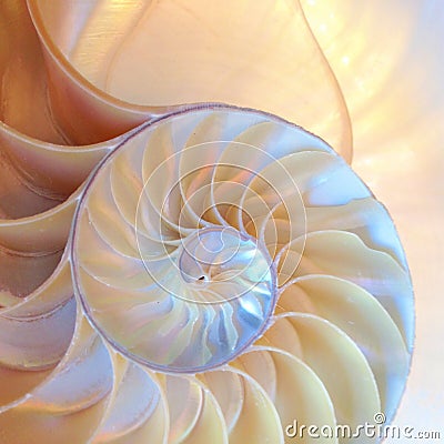 Nautilus shell symmetry Fibonacci half cross section spiral golden ratio structure growth close up back lit mother of pearl close Stock Photo