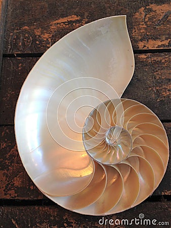 Nautilus shell symmetry Fibonacci half cross section spiral golden ratio structure growth close up back lit mother of pearl close Stock Photo