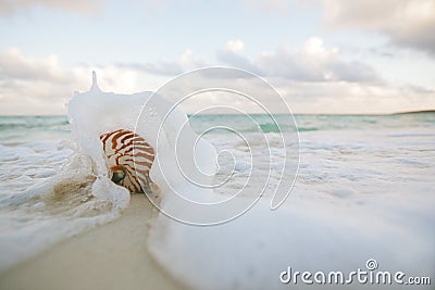 Nautilus shell on white beach sand rushed by sea waves Stock Photo
