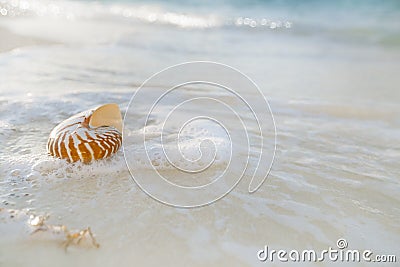 Nautilus shell on white beach sand rushed by sea waves Stock Photo