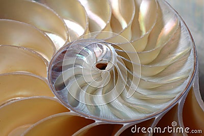 Nautilus spiral Stock Photo