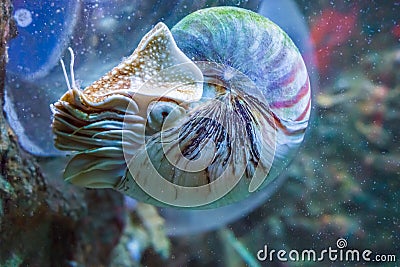 Nautilus squid a rare and beautiful living shell fossil underwater sea animal Stock Photo