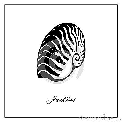 Nautilus Tiger Seashell. Black and white square card. Hand-Ð²rawn collection of greeting cards. Vector illustration. Vector Illustration