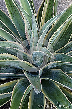 Navajo Princess Mangave plant Stock Photo