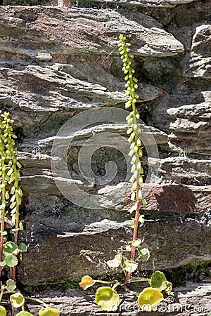 Navelwort (umbilicus rupestris Stock Photo